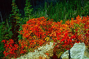 Fall foliage near Shaw Creek