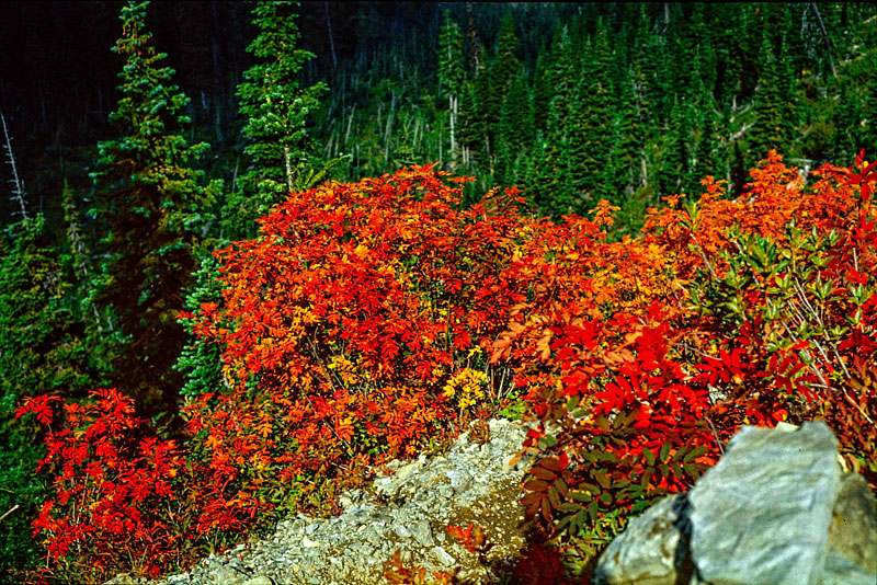 Some bright fall foliage near Shaw Creek