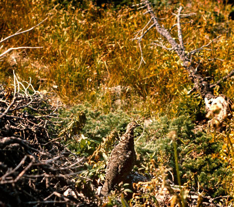 Quail alongside trail