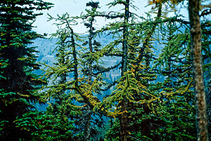 Lyalls Larch and Harts Pass road