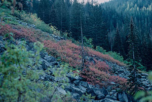 Fall foliage along Snow Creek