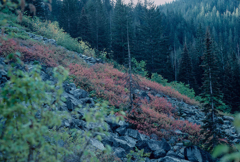 Fall foliage along Snow Creek trail