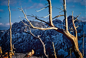 Tree on Trauma Rib