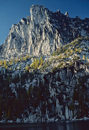 Lyalls Larch sunbathed on Prusic Peak