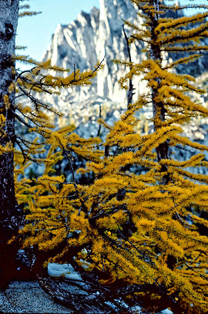 Lyalls Larch with Prusik Peak in background