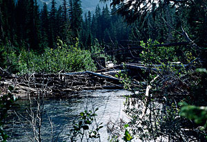 Beavers used an old broken bridge to make a beaver dam