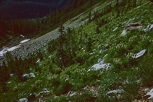 Larch Lake trail