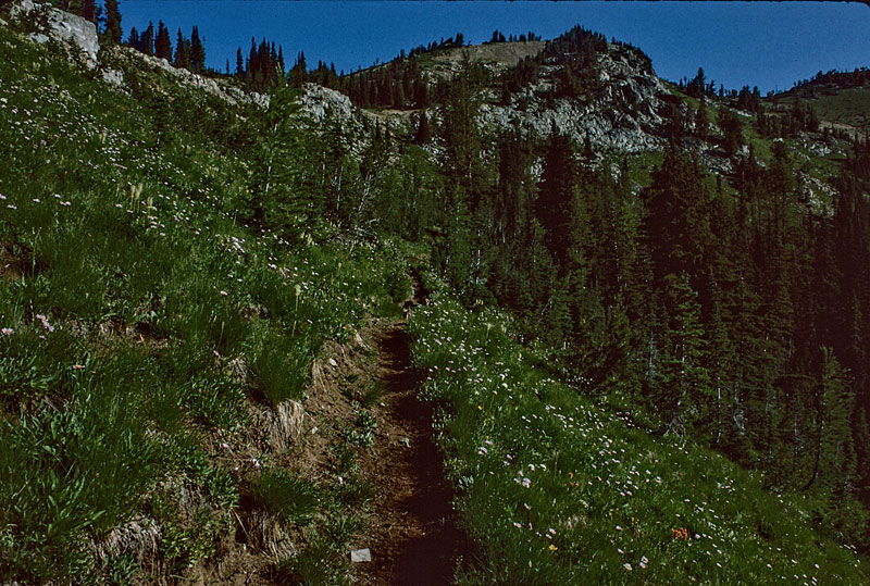 Larch Lake trail