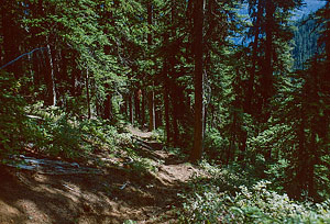 Descending Pomas Creek Trail to meet up with Ice Creek Trail