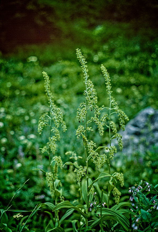 Wildflowers