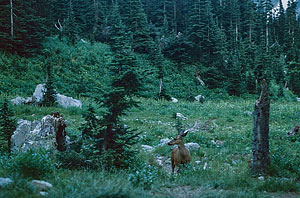 Ice Creek Camp deer