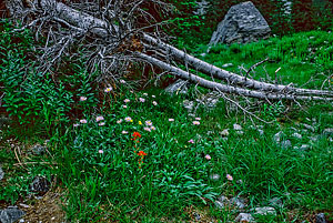 Wildflowers near Ice Creek Camp