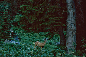 Ice Creek Camp deer