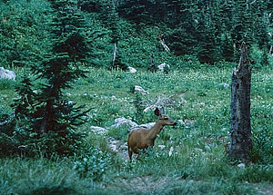 Deer at Ice Creek Camp