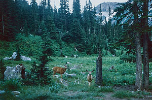 Ice Creek Camp deer