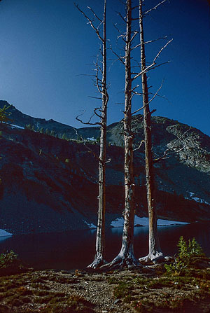 Lower Ice Lake trees