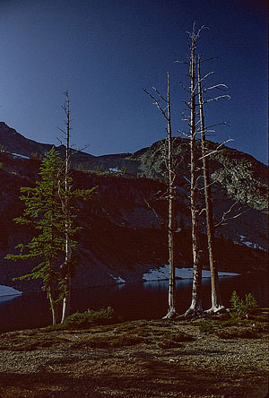 Lower Ice Lake trees