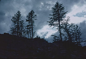 Lower Ice Lake trees