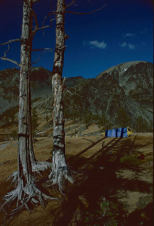 Lower Ice Lake trees