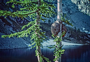 Lyall's Larch at Upper Ice Lake