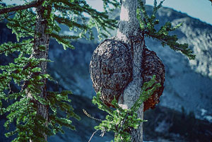 Lyall's Larch at Upper Ice Lake