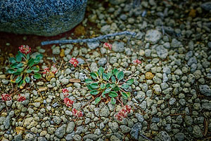 Wildflowers near Upper Ice Lake