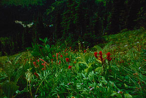 003-wildflowers-near-baron