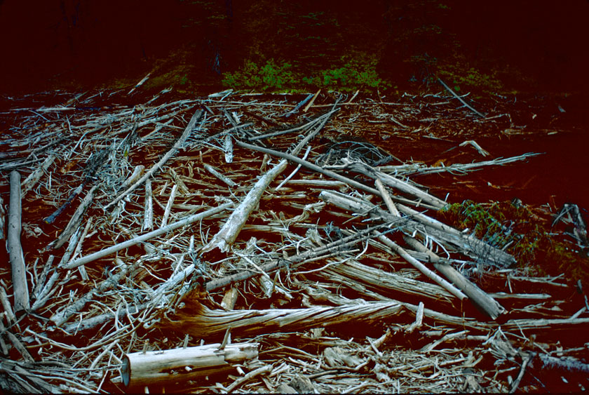 Dead Lake Debris