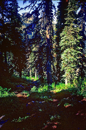 026-frost-pass-trail