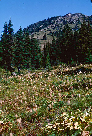 005-goat-basin-meadows