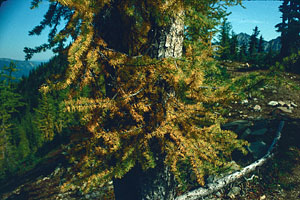 007-Lyalls-Larch