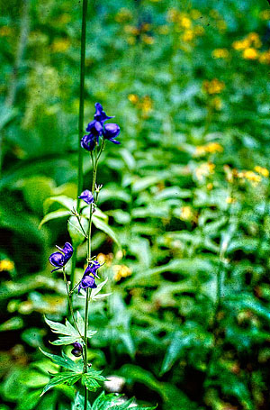 Pretty wildflower