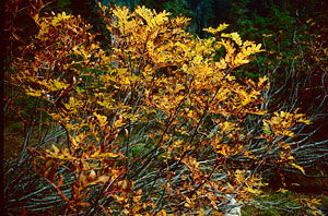 Fall foliage near Marmot Lake