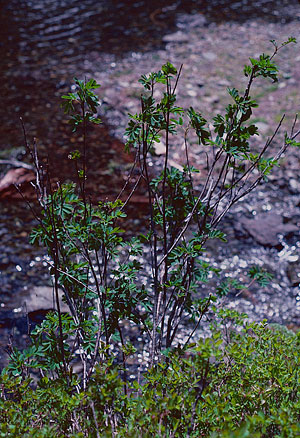 Foliage along shore of Rachel Lake