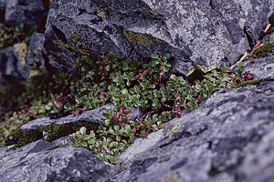 Succulents on Rachel Lake cliff face