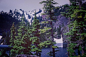 Rachel Lake trees