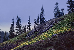 Wildflowers near Rachel Lake