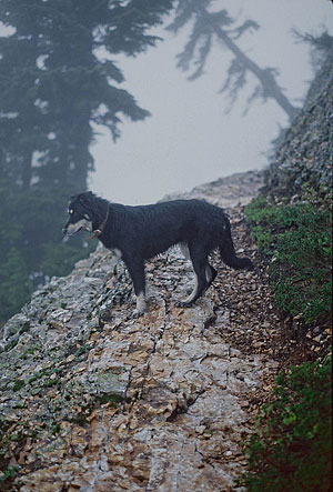 Mica on Rampart Lakes rock ledge