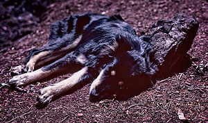 Mica with her rock pillow