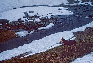 Micki at Rampart Lakes