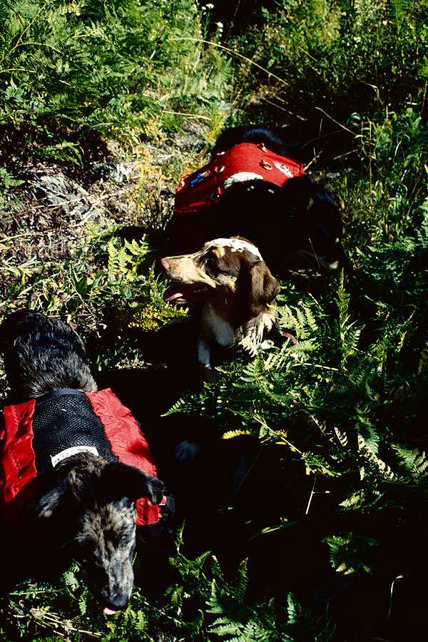 The puppy pack train on the 'trail.'