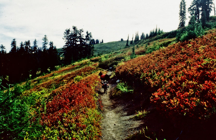 The PCT trail, full of color in September.