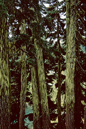 011-moss-covered-trees