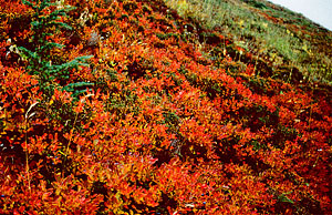 018-fall-colors-along-dishpan-gap