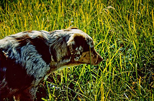 cayuse-attentively-inspecting-something