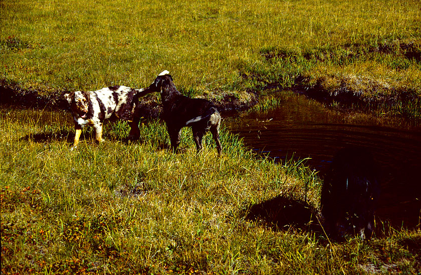 Playtime in the meadow.