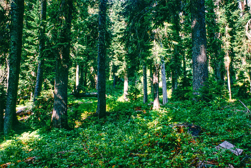 Forest down near Pete Lake