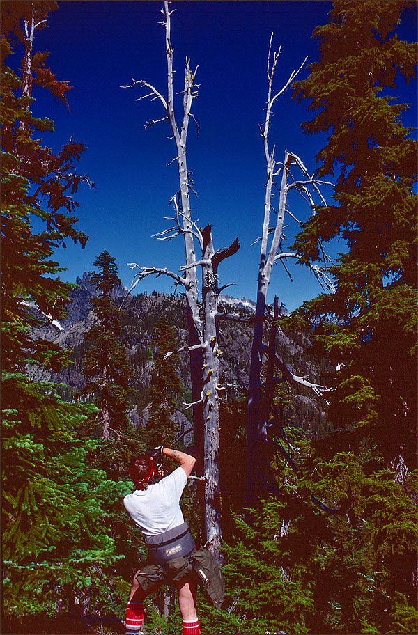 C. shooting dead tree on Spectacle Point