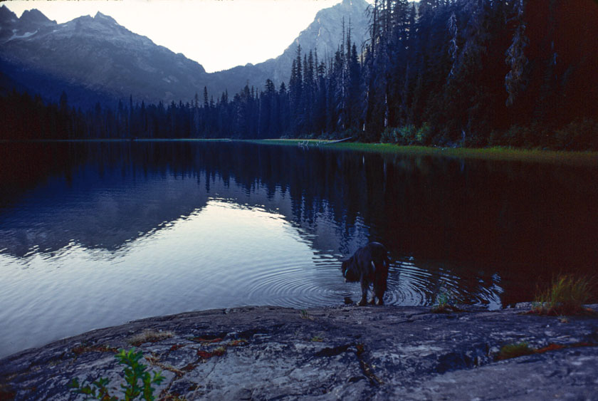 Mica drinking from Wakptus Lake