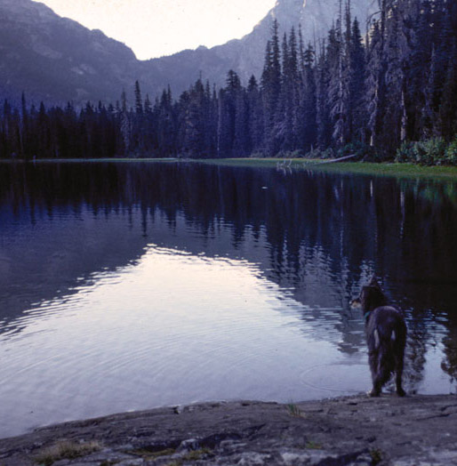 Mica, photogenically posing at Waptus Lake